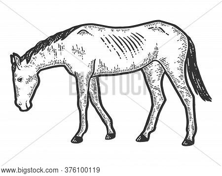Thin And Exhausted Horse. Sketch Scratch Board Imitation. Black And White.