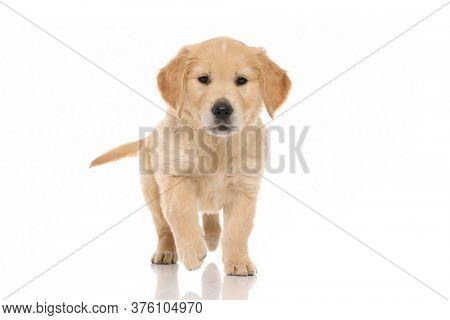cute little golden retriever dog walking towards an object that intrigues him on white studio background