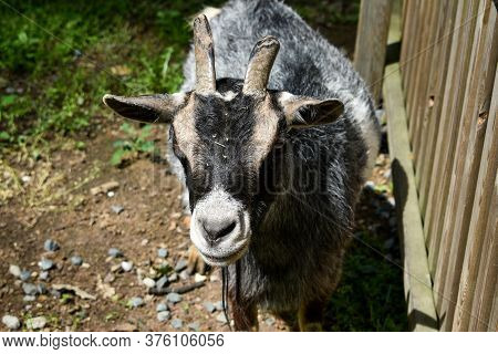 Goat. Portrait Of A Goat On A Farm In The Village. Beautiful Goat Posing.
