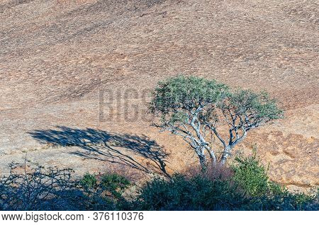 A Tree With Shadow Against A Solid Granite Hill At Bulls Party At Ameib In The Erongo Region Of Nami