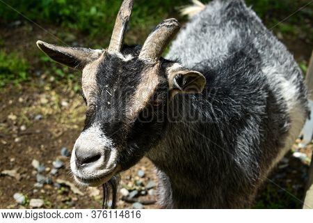 Goat. Portrait Of A Goat On A Farm In The Village. Beautiful Goat Posing.