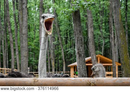 Common Ostrich (struthio Camelus), Or Simply Ostrich In Edenland Park From Romania, Is A Species Of 
