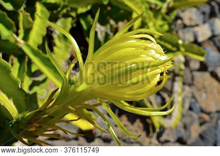 Pitaya Plant Latin Name Hylocereus Undatus. This Succulent Plant Produces An Edible Red Fruit Called
