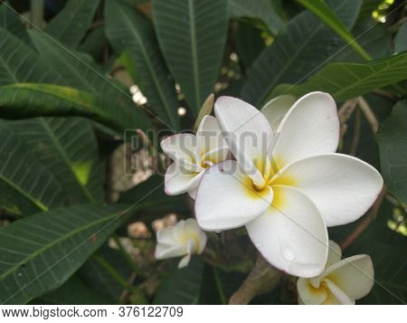 Plumeria Flowers Bloom During The Rainy Season.