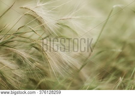 Decorative Barley Spikes. Fluffy Ears Of Cereals Close-up. Agricultural Background. Growing Ornament