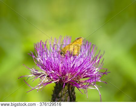 Fathead Butterfly On A Thistle Flower. Bright Natural Background With A Butterfly On A Flower.