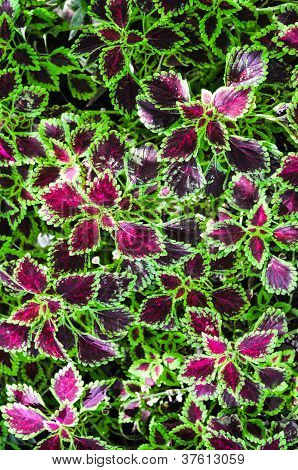 ออกจากเปลวไฟเน็ทเทิล (coleus)