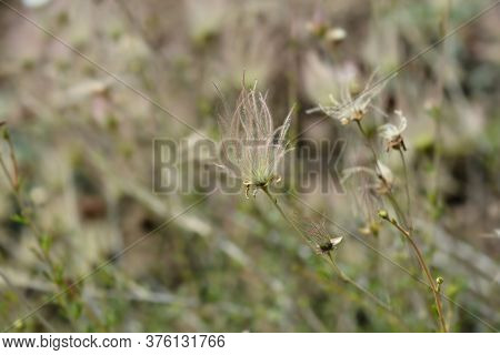 Ache Plume Seed Head - Latin Name - Fallugia Paradoxa