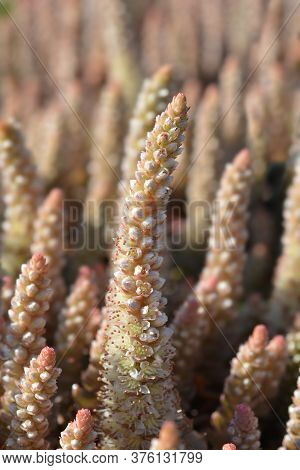 Orostachys Chinese Hat Flower - Latin Name - Orostachys Iwarenge Chinese Hat