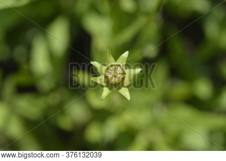 Star Tickseed Orange Flower Bud - Latin Name - Coreopsis Pubescens