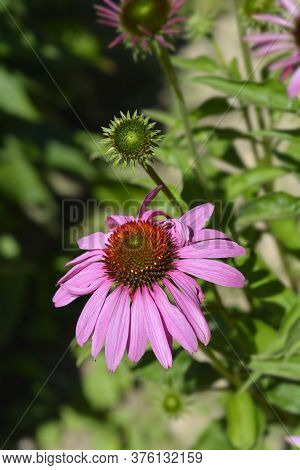 Coneflower Primadonna Tiefrosa Pink Flower - Latin Name - Echinacea Purpurea Primadonna Tiefrosa
