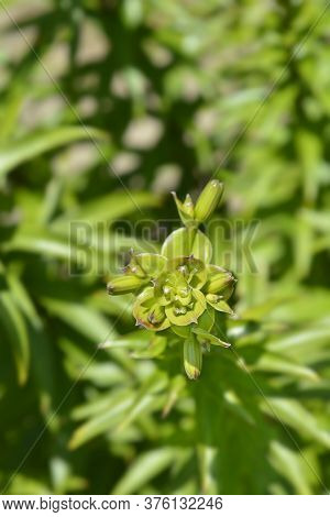 Henrys Lily Flower Buds - Latin Name - Lilium Henryi