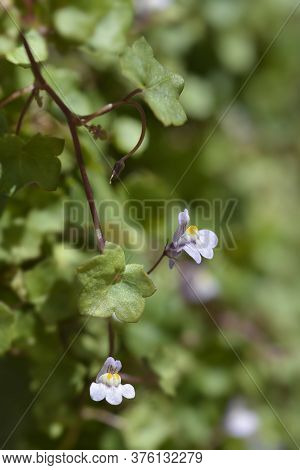 Kenilworth Ivy Small Flowers - Latin Name - Cymbalaria Muralis