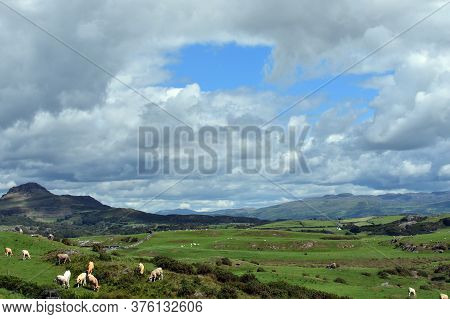 Rural Welsh Landscape With Rolling Countryside And Distant Mountains.  Sheep Grazing In Green Meadow