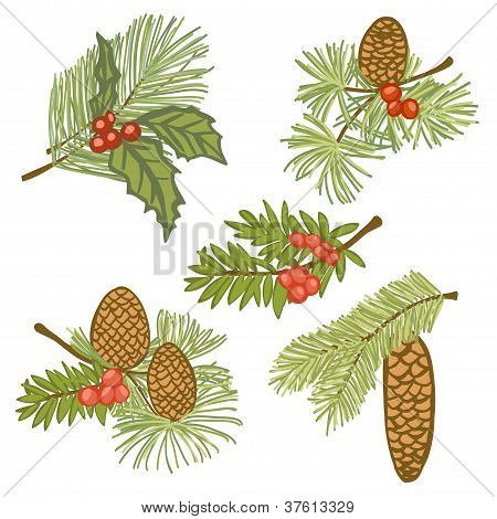 ภาพประกอบของสาขาเอเวอร์กรีนกรวยและครบ