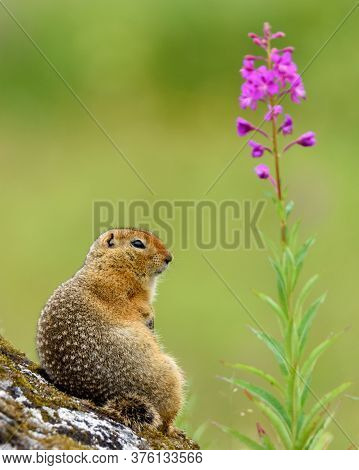 Wild Arctic Ground Squirrel Sitting On A Rock Near A Single Fireweed Plant - Seen In Hatcher Pass, A