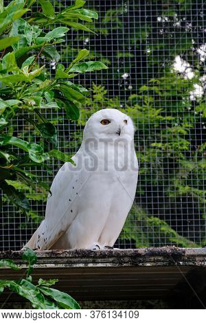 Snowy Owl Sits On A Branch In The Tree And Looks Straight Into The Camera