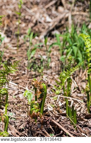 A Bunch Of Fiddleheads With Ferns In The Background