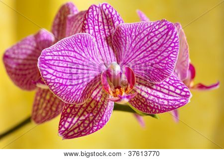 Orchidej květina