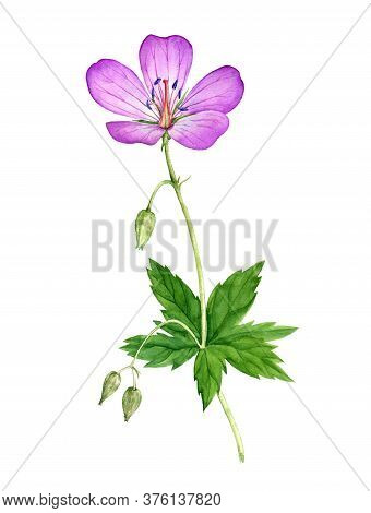 Watercolor Drawing Meadow Geraniumflowers , Geranium Pratense , Isolated Floral Element At White Bac