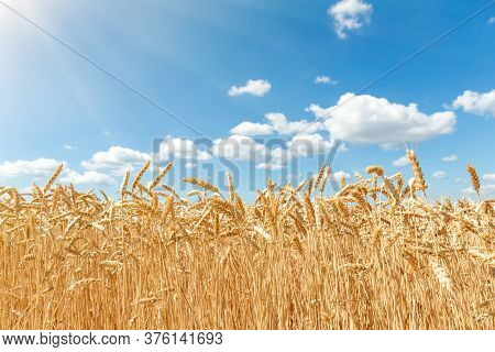Scenic Landscape Of Ripegolden Organic Wheat Stalk Field Against Blue Sky On Bright Sunny Summer Day