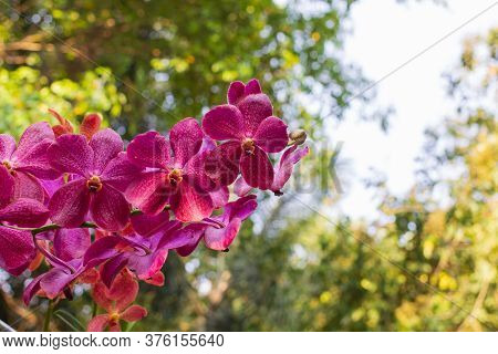 Fuchsia Orchids Flower On A Green And White Bokeh Background.orchid Flowers Taken At An Exhibition I
