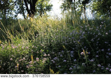 Summer Landscape With Trees And White Coronilla Varia Wild Flowers In The Meadow. Selective Focus