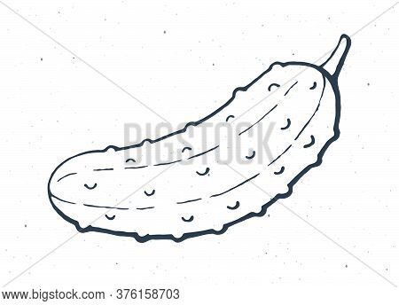 Cucumber Or Pickle With A Stem. Healthy Vegetarian Food. Ingredient For Vegetable Salad. Vector Illu