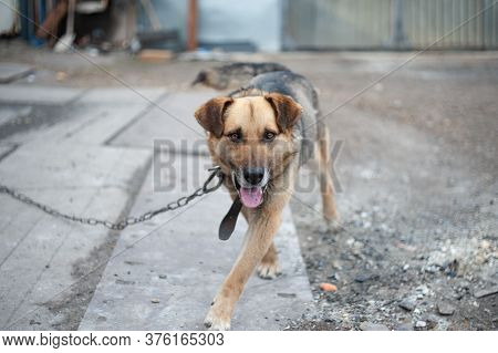 A Beautiful Dog On A Chain Runs Around The Yard