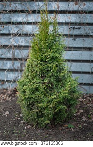 Green Thuja Seedling On Black Soil, On A Cloudy Day