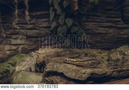 Aligator Masked In An Environment Resting On Stone