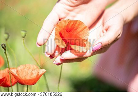 Beautiful Red Opium Poppy Flower In Women Hands.