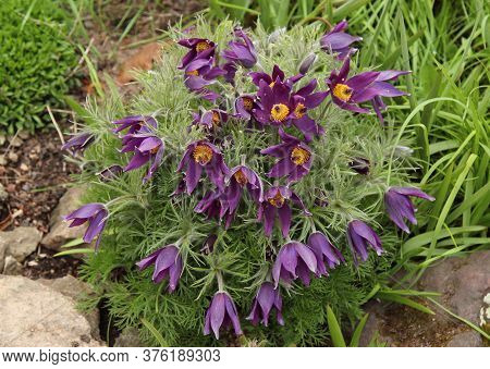 Bush Of Lilac Spring Flowers (pasque-flowers) In The Garden
