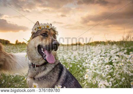 Dog On A Walk In The Summer On A Green Meadow With Wild White Daisies.