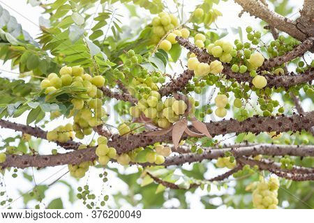 Star Gooseberry Or Phyllanthus Acidus On Tree In The Garden On Blur Nature Background.