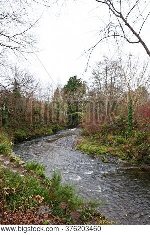 Stream with trees in Kenmare, Ireland