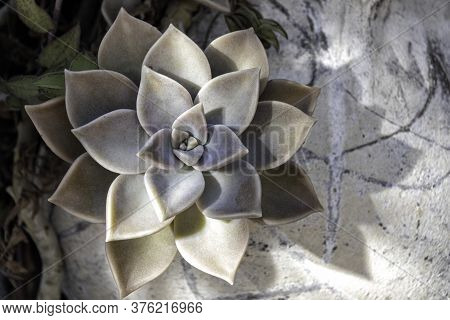 Top View Of Succulent Echeveria Lilacina Plant Close-up