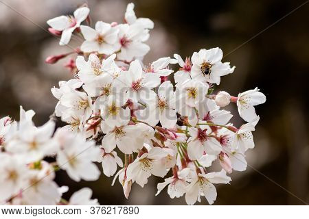 Beautiful Selective White Bunch Of Blossomig Flowers