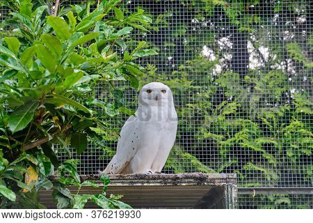 Snowy Owl Sits Against A The Tree And Looks Straight Into The Camera