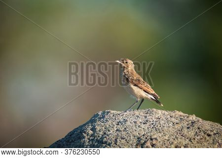 The Northern Wheatear, Wild Bird Sits On A Stone