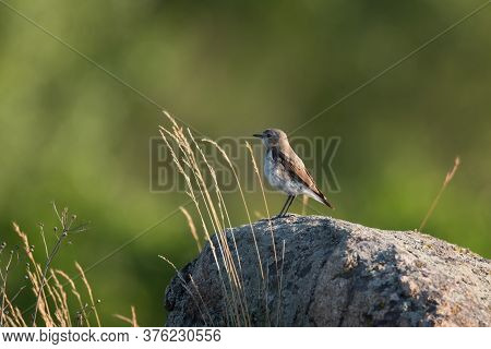 The Northern Wheatear, Wild Bird Sits On A Stone