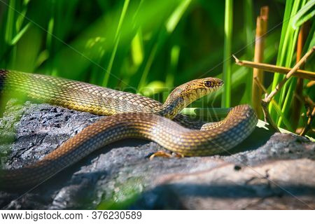 Close Up Of Caspian Whipsnake Lying In The Sun