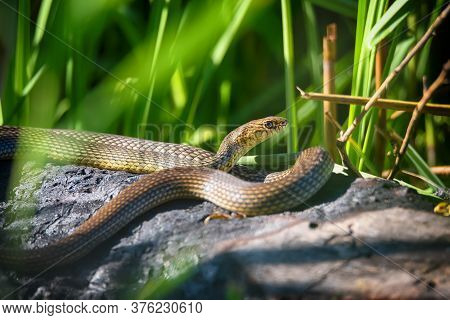 Close Up Of Caspian Whipsnake Lying In The Sun