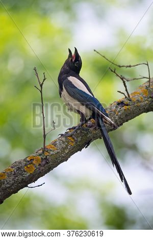 Beautiful Magpie Sitting On The Ttree Branch