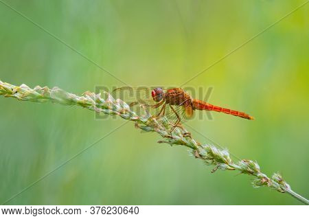 Close Up Of Red Dragonfly Sitting On Green Grass