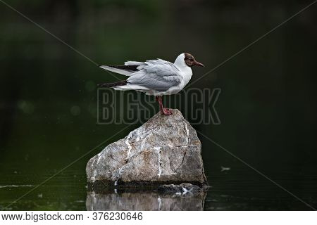 Beautiful Black-headed Gull Stands On Stone