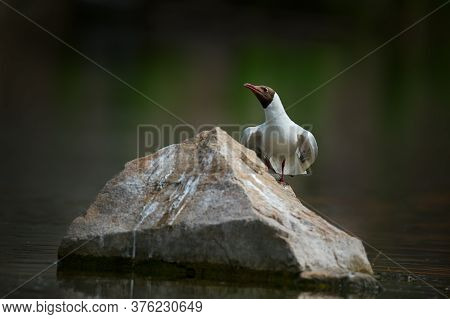 Funnyl Black-headed Gull Stands On Stone