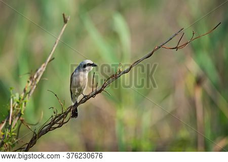 Beautiful Red-backed Shrike, Wild Bird Sits On A Twig