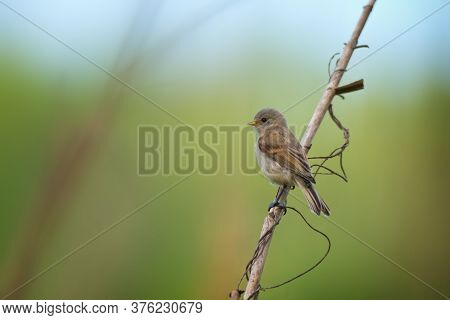 Cute Little Bird European Penduline Tit Sits On A Reed