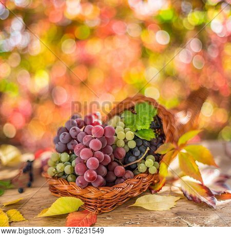Autumn still life with ripe different grape varieties. Behind the beautiful autumn bokeh.